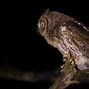 Burung Hantu Celepuk Bisa Besar